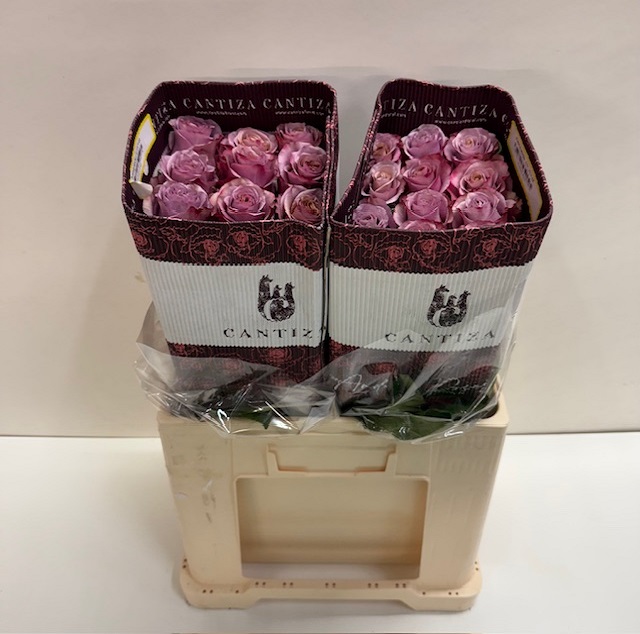 Rosa ec purple moon CT.jpg